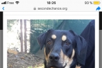 Chien