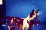Chien