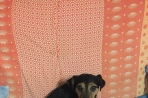 Chien