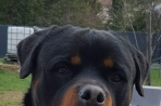 Chien