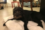 Chien