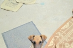 Chien