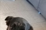 Chien