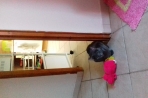 Chien