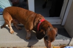 Chien