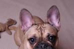 Chien