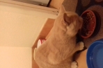 Chien