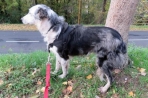 Chien