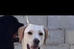 Chien