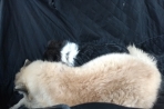 Chien