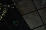 Chien