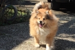 Chien
