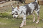 Chien