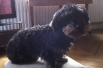 Chien