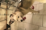 Chien