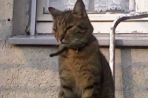 Chien