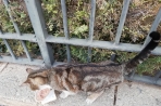Chien
