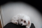 Chien