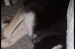 Chien