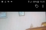Chien