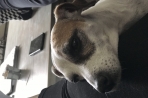 Chien