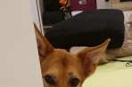 Chien