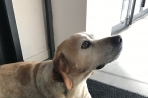 Chien