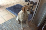 Chien