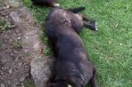 Chien