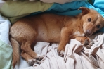Chien