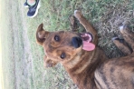 Chien