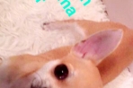 Chien