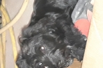 Chien