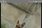 Chien