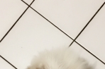 Chien