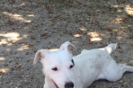 Chien
