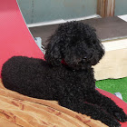 Chien