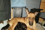 Chien