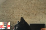 Chien