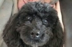 Chien
