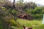 Chien