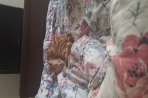 Chien