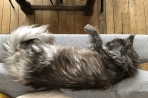 Chien