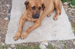 Chien