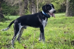 Chien