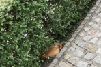 Chien
