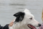 Chien