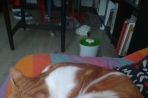 Chien