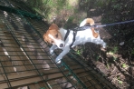 Chien