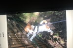 Chien